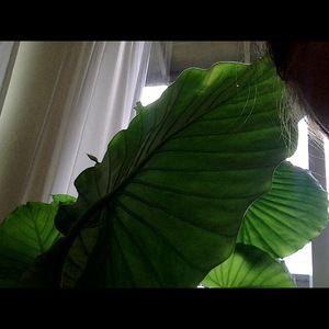 Meet your Posher, Ell bell